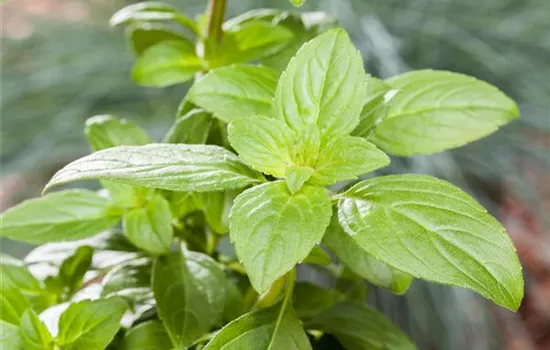 Ocimum basilicum 'Magic White'