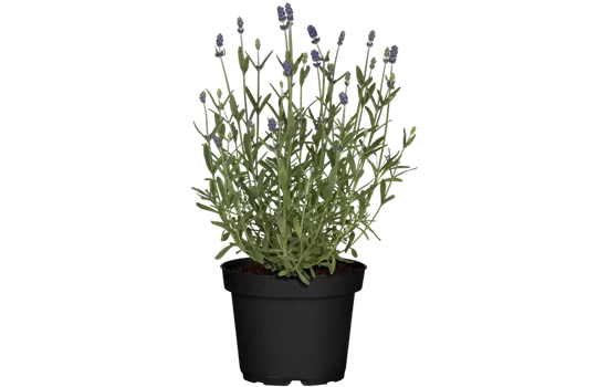 Lavandula angustifolia, blau