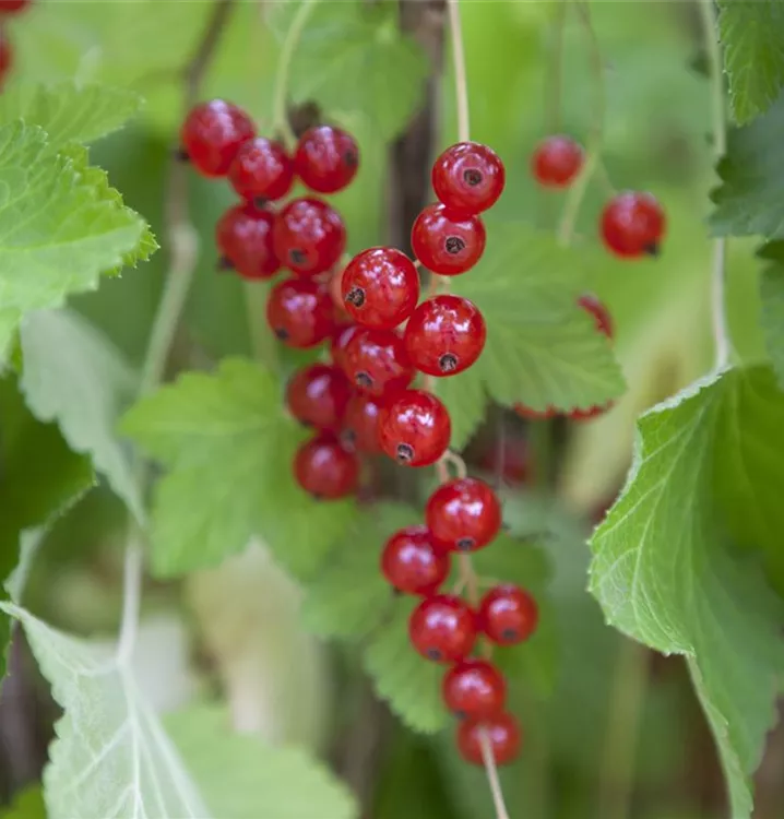 Johannisbeere 'Jonkheer van Tets'