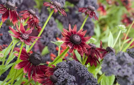 Die beliebtesten Stauden für die Gartengestaltung