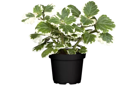 Plectranthus coleoides 'Variegata'