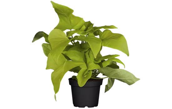 Ipomoea batatas 'Lime 06'®