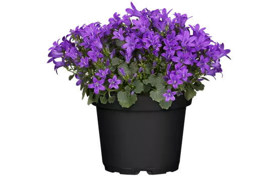 Campanula portenschlagiana 'Porto'