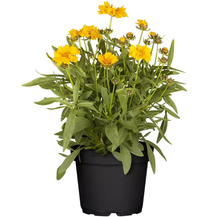 Coreopsis grandiflora