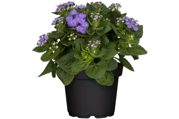 Ageratum houstonianum, blau