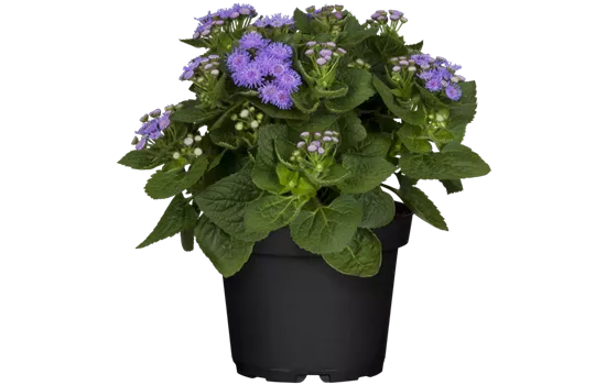 Ageratum houstonianum, blau