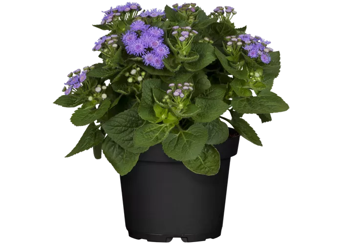 Ageratum houstonianum, blau