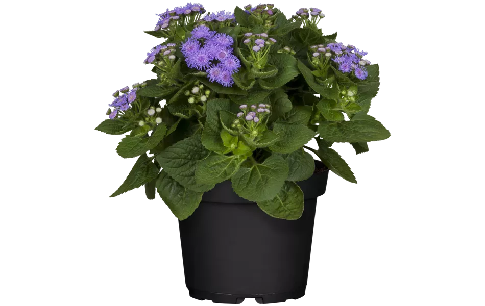 Ageratum houstonianum, blau