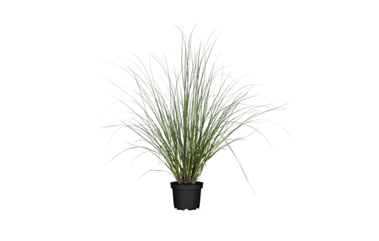 Cortaderia selloana 'Rosea'