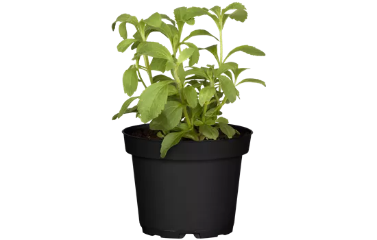 Stevia rebaudiana