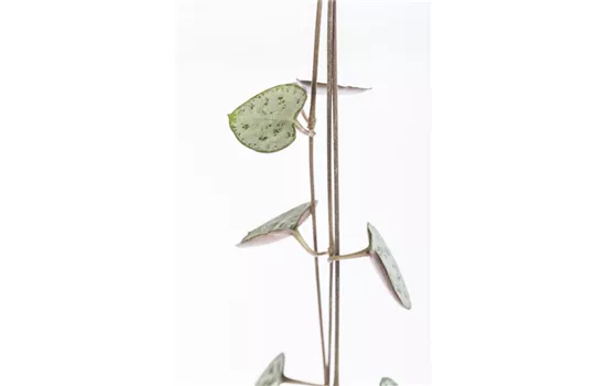 Ceropegia