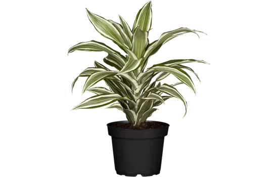 Dracaena fragrans 'White Jewel'