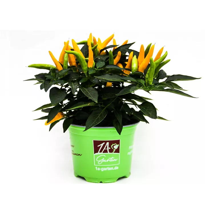 Spanischer Pfeffer 'Santos Yellow'