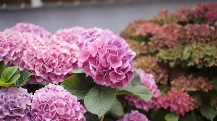 Hydrangea macrophylla, rosa