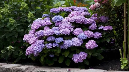 Hydrangea macrophylla 'Amor'