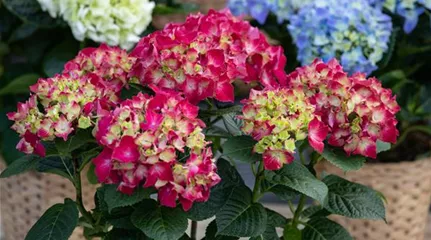 Hydrangea macrophylla, rot