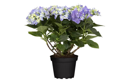 Hydrangea macrophylla 'Early Blue'(s)