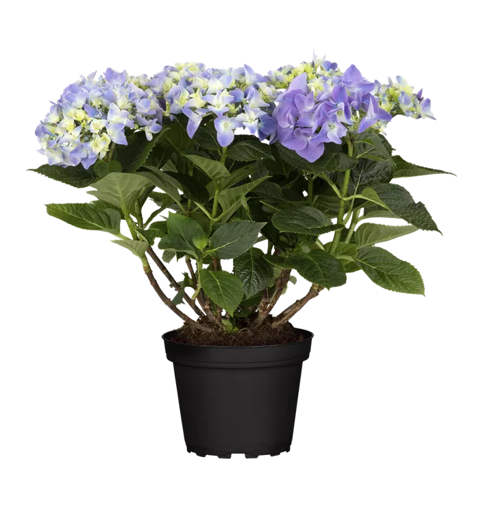 Gartenhortensie 'Early Blue'(s)