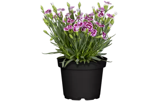 Dianthus 'Pink Kisses'®