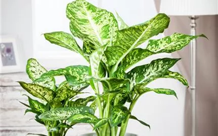 Dieffenbachia maculata