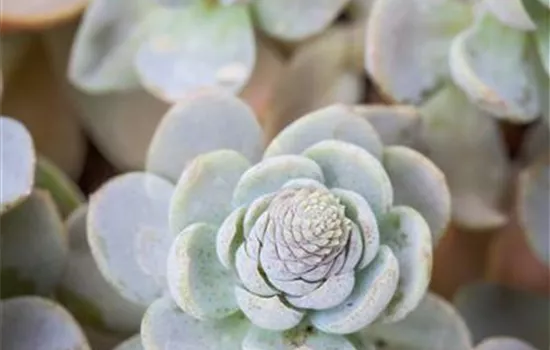 Orostachys iwarenge 'Chinesische Narrenkappe'