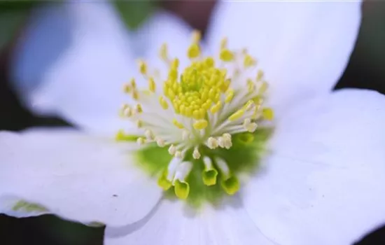 Christrose - Einpflanzen im Garten