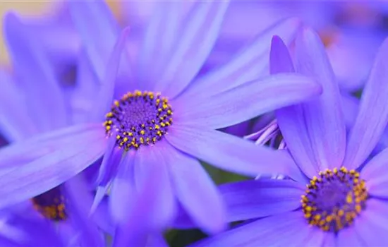 Gartenzinerarie - Einpflanzen im Garten