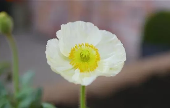 Mohn - Einpflanzen im Garten