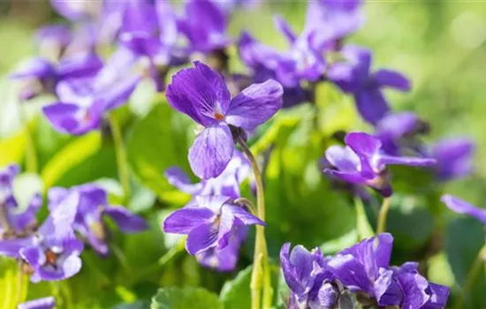 Duftveilchen - Einpflanzen im Garten