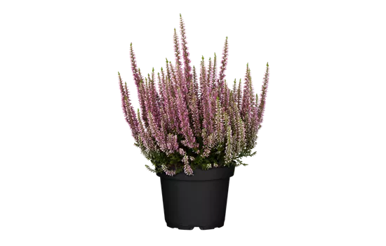 Calluna vulgaris, rosa