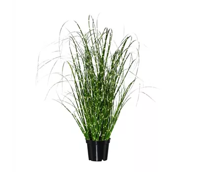 Miscanthus Zebrinus 42cm