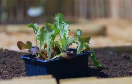 Salat - Einpflanzen im Gemüsebeet