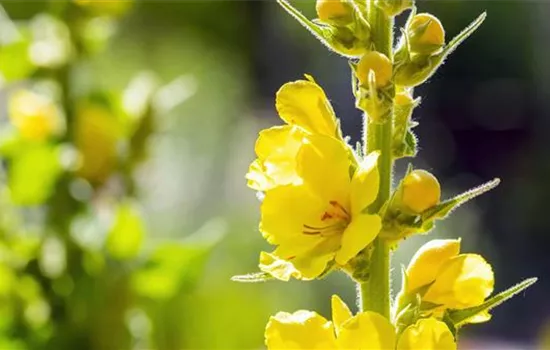 Königskerze - Einpflanzen im Garten