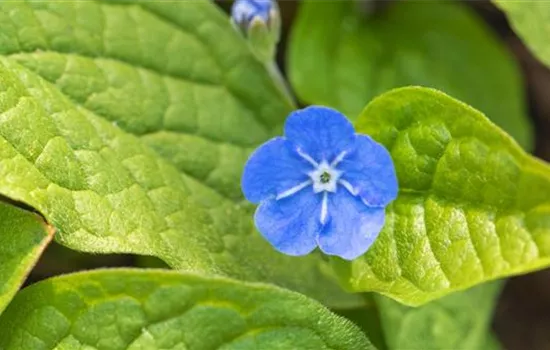 Gedenkemein - Einpflanzen im Garten