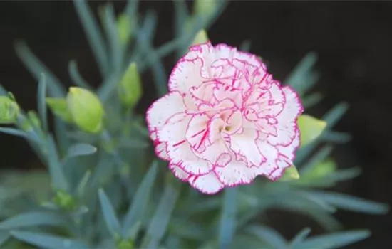 Landnelke - Einpflanzen im Garten