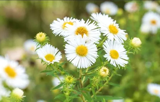 Rauhblatt Aster- Einpflanzen im Garten