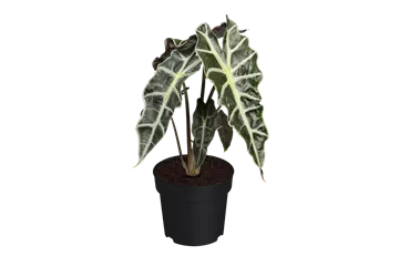 Alocasia x amazonica 'Polly'