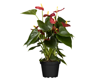 Anthurium x andreanum, rot