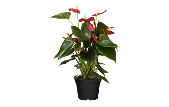 Anthurium x andreanum, rot