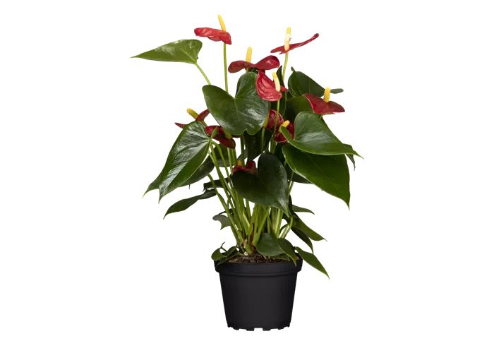 Anthurium x andreanum, rot