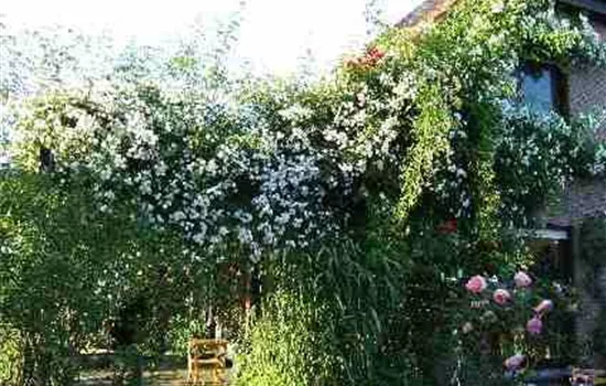 Kletterrose 'Paul's Himalayan Musk Rambler'