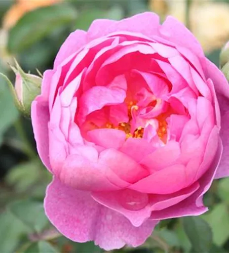 Strauchrose 'Royal Jubilee'®