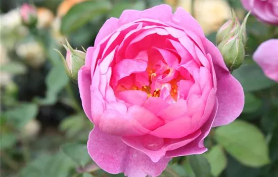 Strauchrose 'Royal Jubilee'®