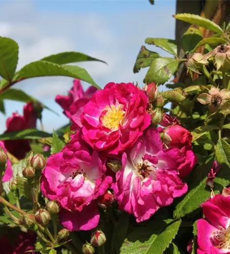 Kletterrose 'Perennial Blue'®