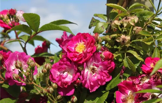 Kletterrose 'Perennial Blue'®