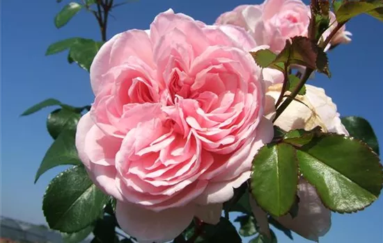 Strauchrose 'Cinderella'®