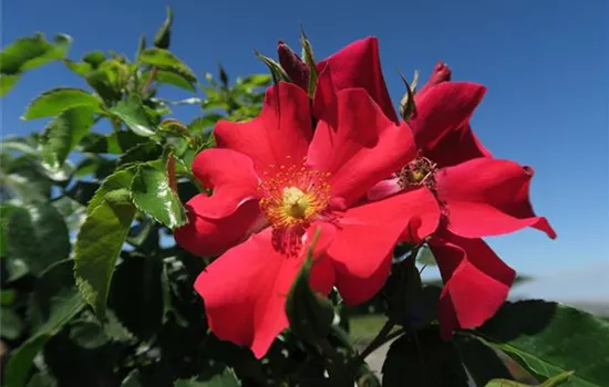 Kleinstrauchrose 'Alexander von Humboldt'®(s)