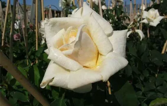 Kletterrose 'Ilse Krohn Superior'®