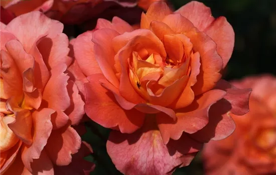 Strauchrose 'Westerland'®