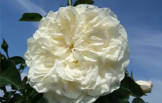 Strauchrosen 'White Meidiland'®